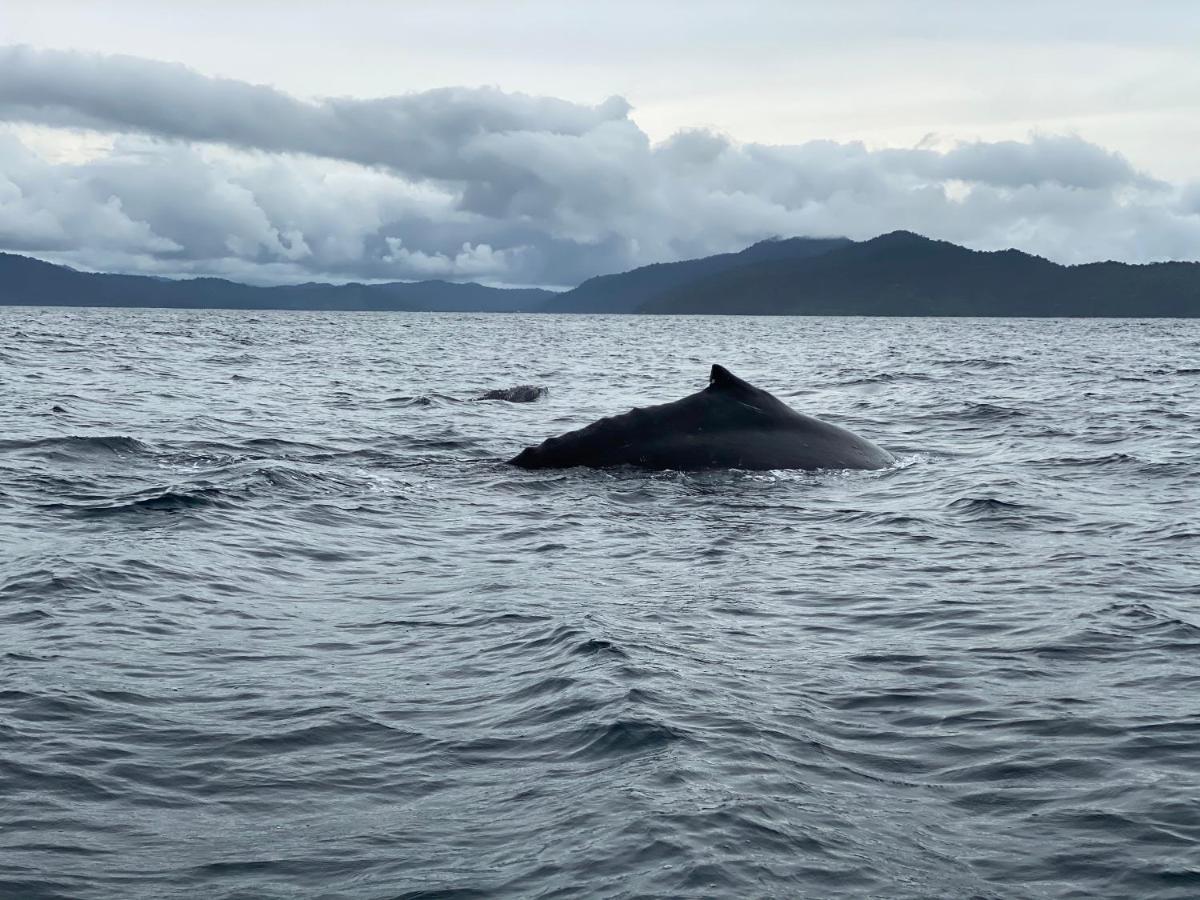 Posada Turistica Rocas De Cabo Marzo Bahia Solano Exteriér fotografie